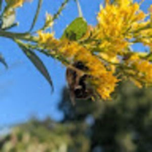 Meet your Posher, Vidahlia